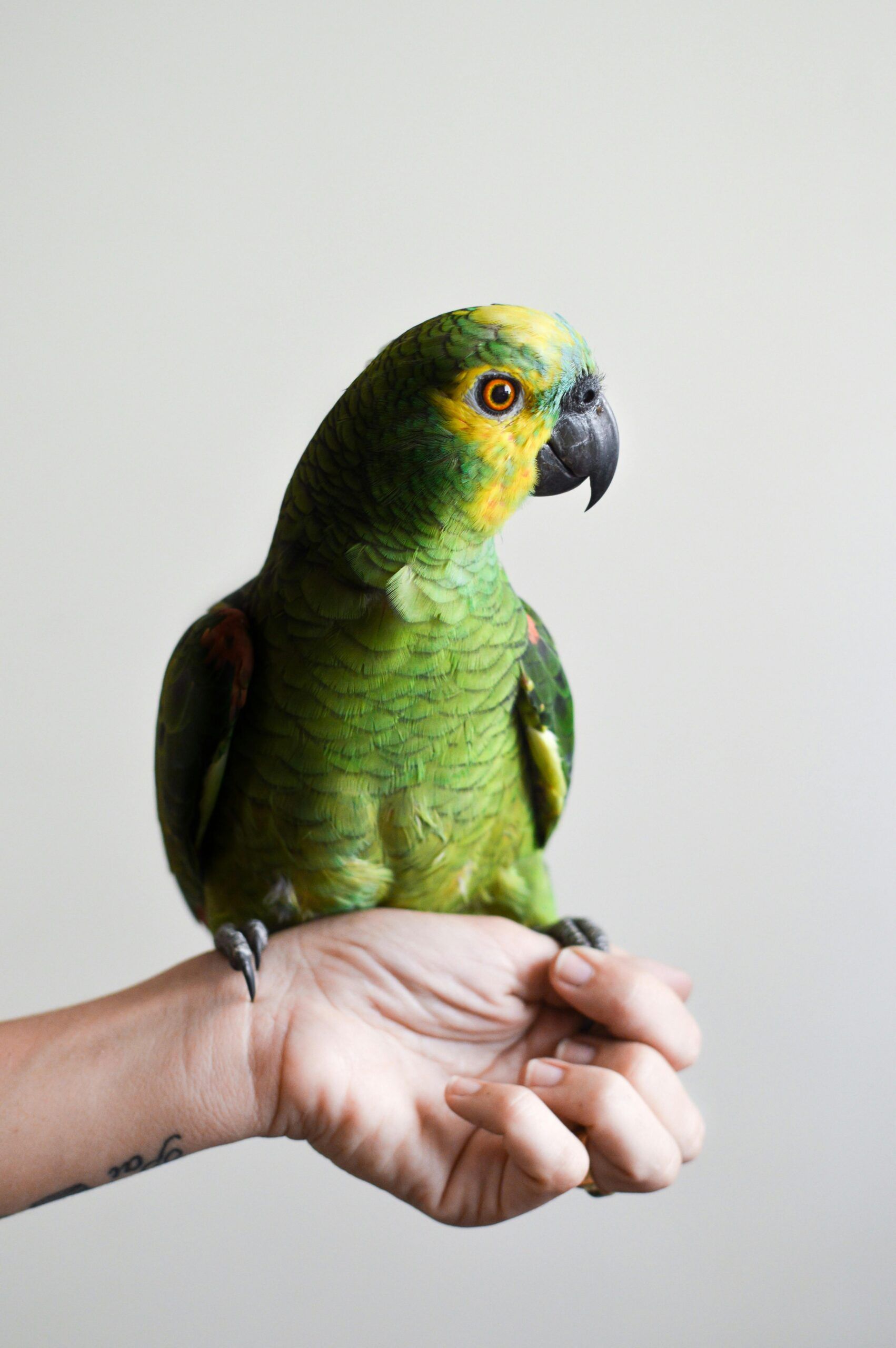 The Ultimate Guide to First-Time Pet Ownership: 7 Essential Steps