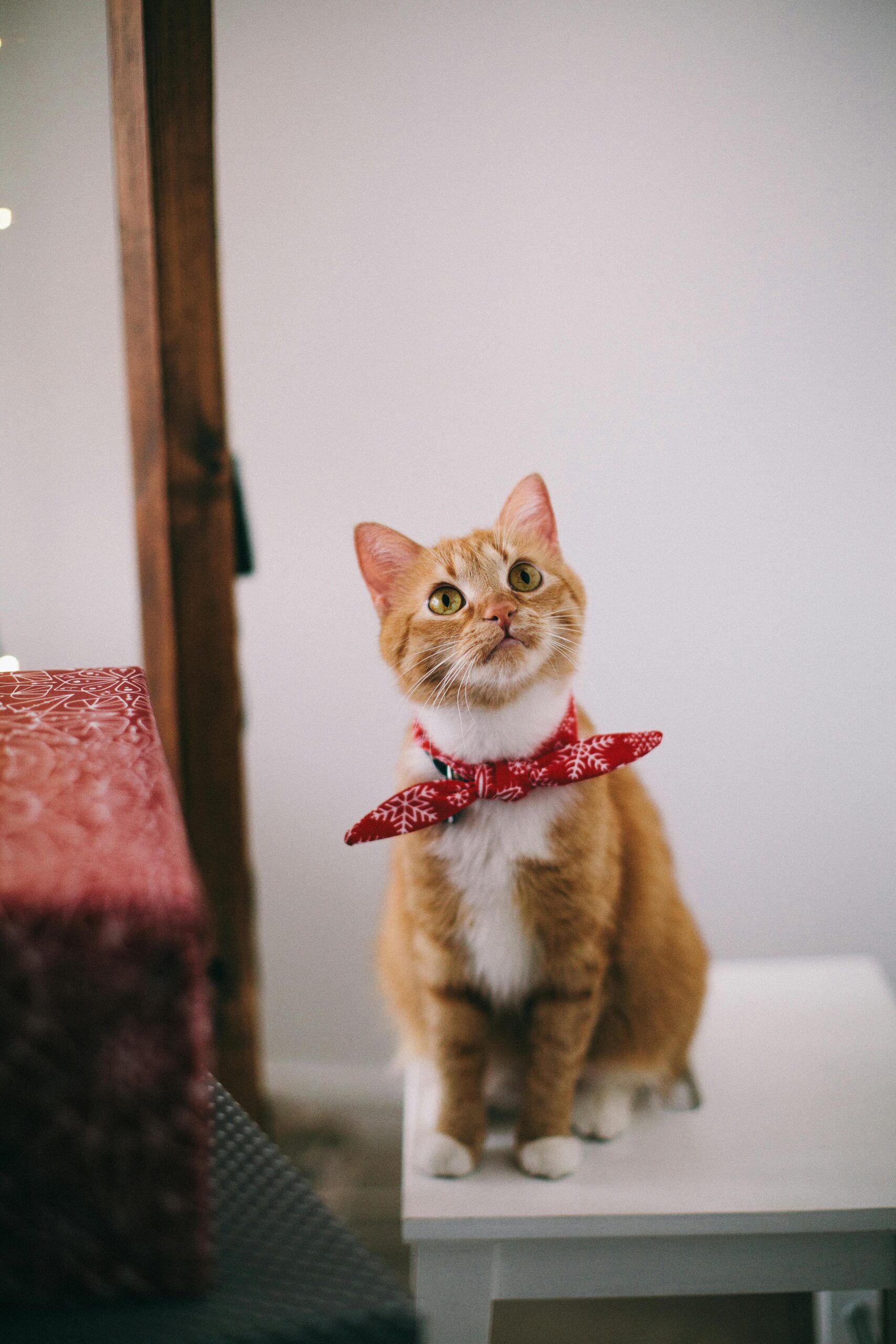 The Ultimate Guide to First-Time Pet Ownership: 7 Essential Steps