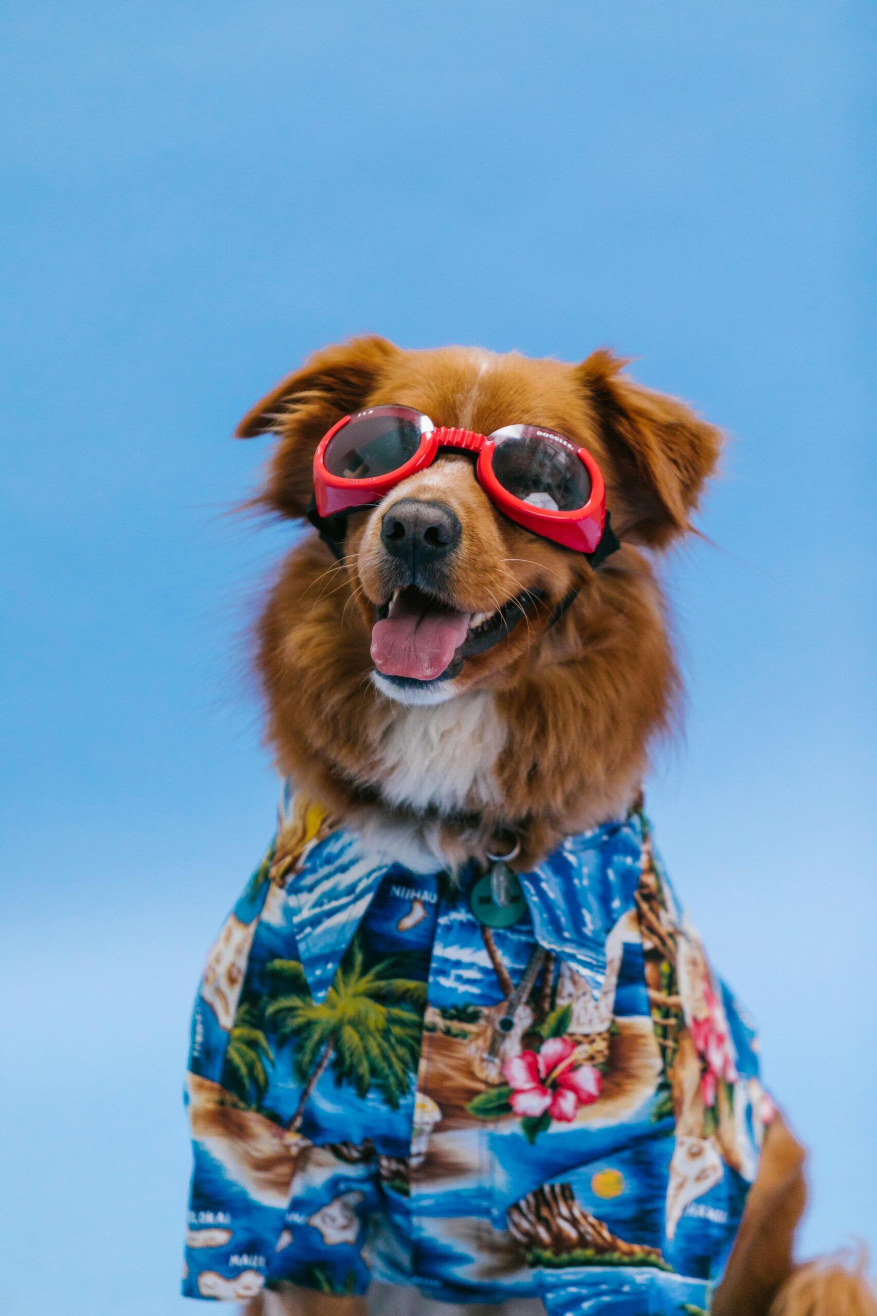 The Ultimate Guide to First-Time Pet Ownership: 7 Essential Steps