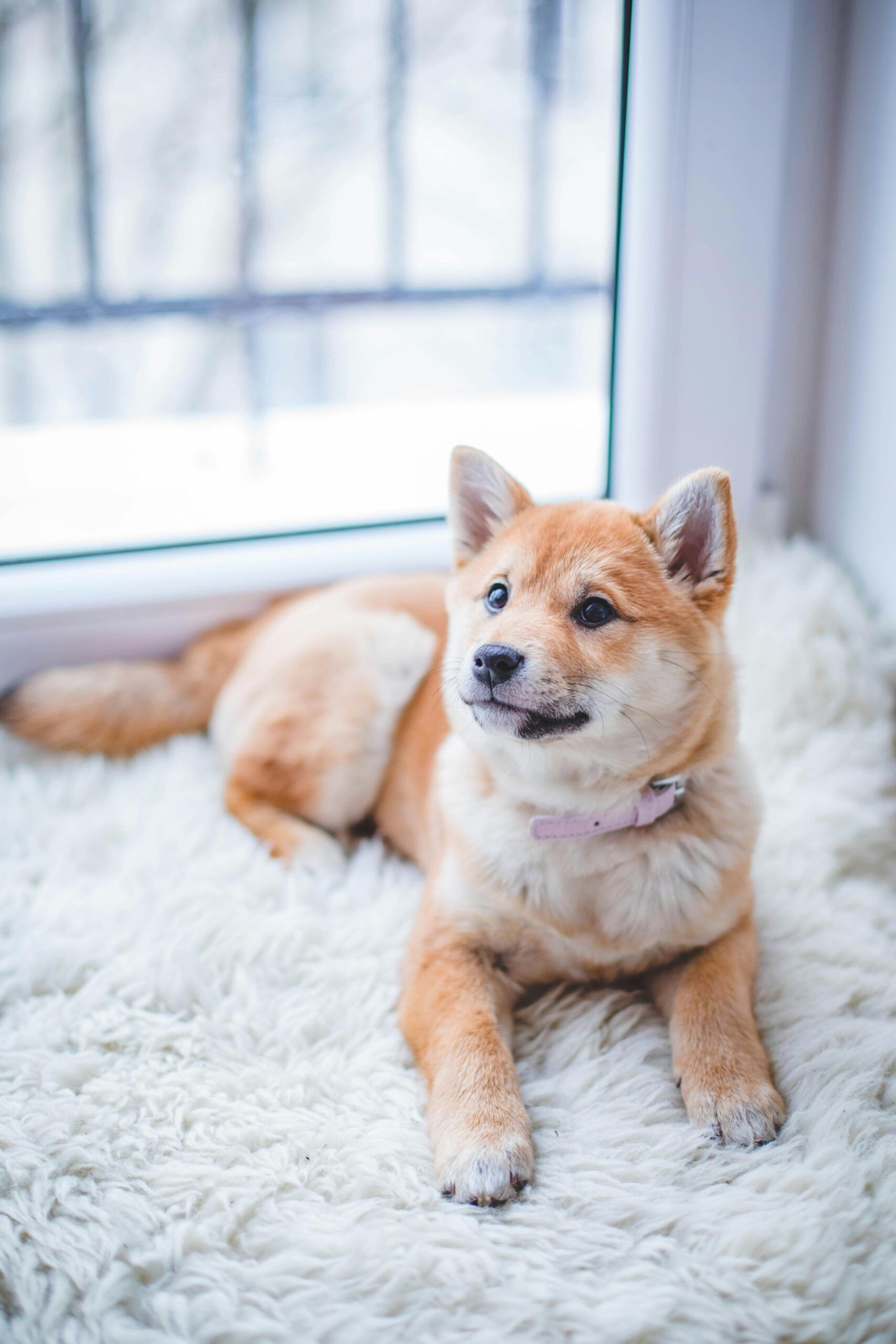 The Ultimate Guide to First-Time Pet Ownership: 7 Essential Steps